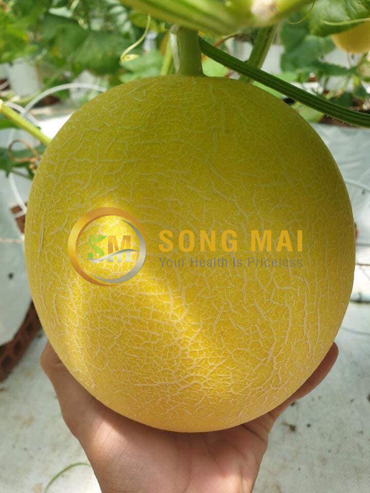 Dưa Lưới Vietgap Giá Sỉ Quảng Ninh