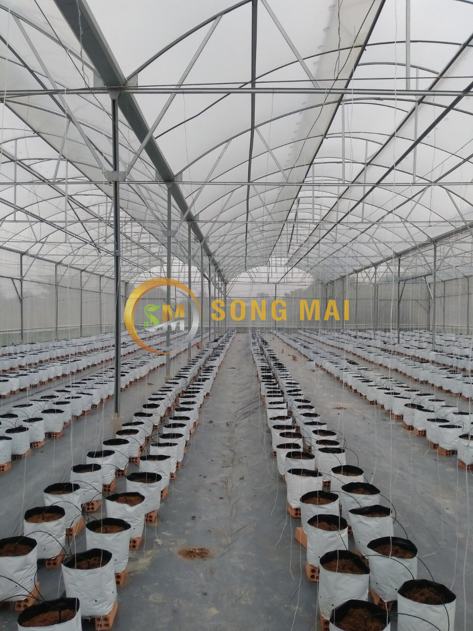 Dưa Lưới Đế Đặc Mật Quảng Ninh