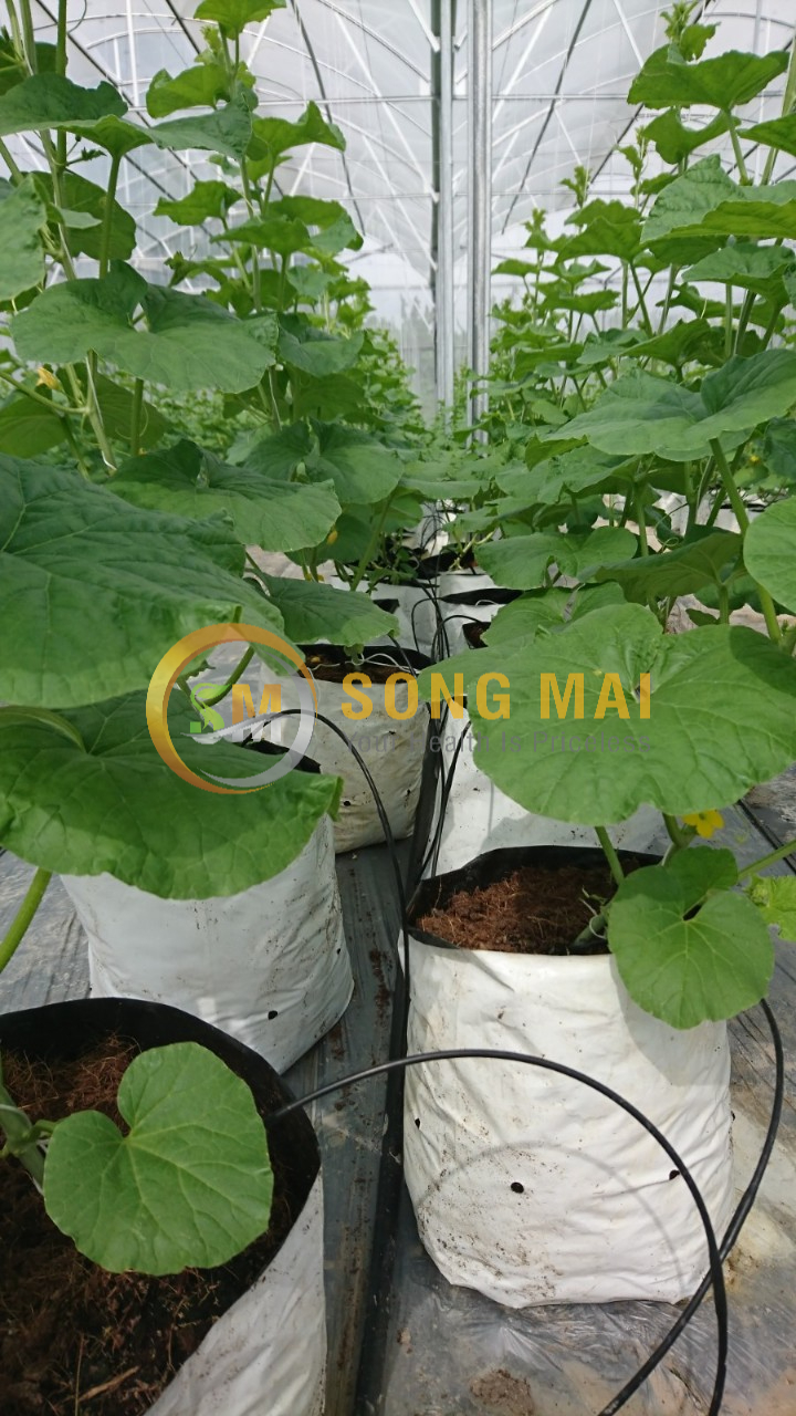 Dưa Lưới Đế Đặc Mật Quảng Trị