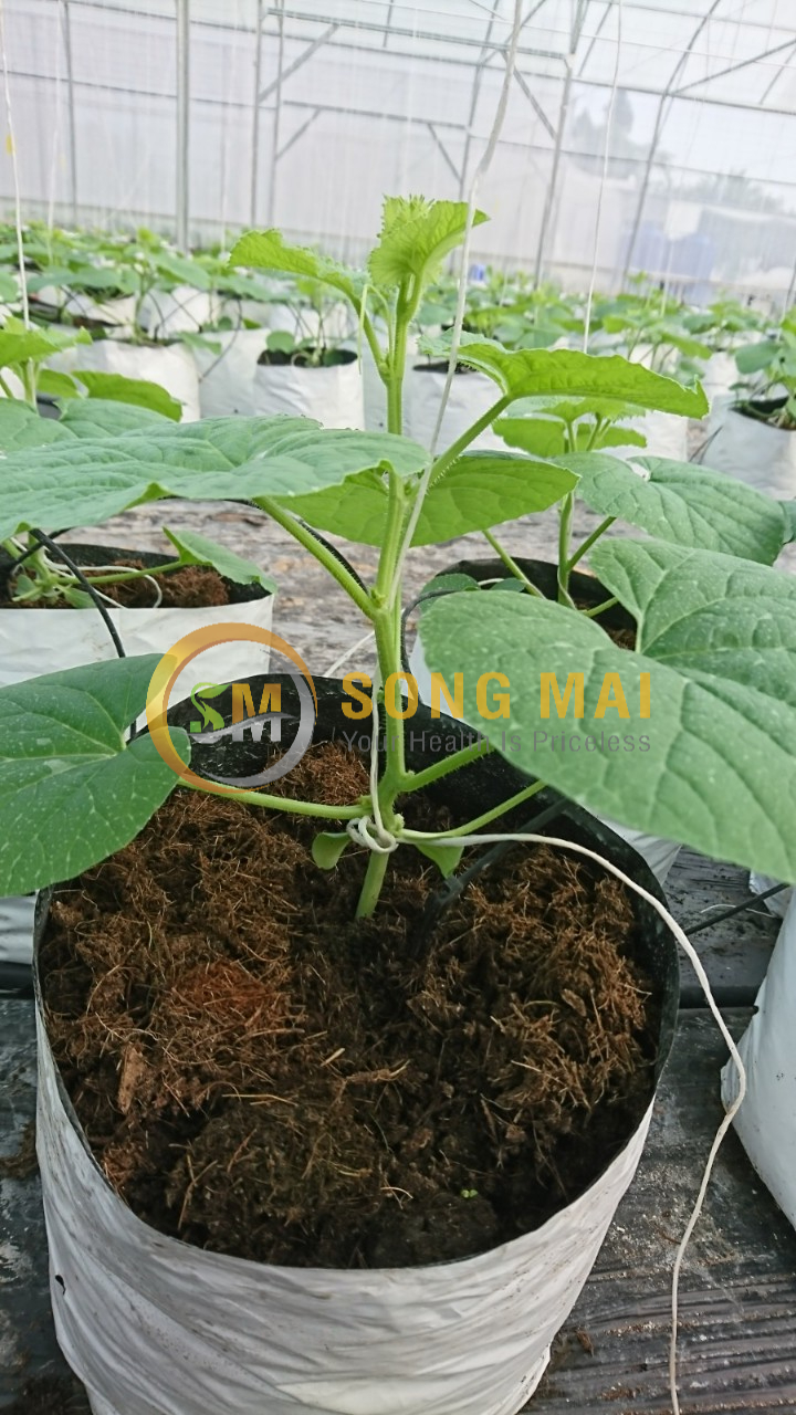 Dưa Lưới Đế Đặc Mật Sóc Trăng