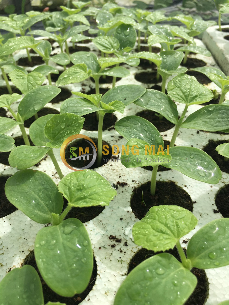 Dưa Lưới Đế Đặc Mật Thái Nguyên