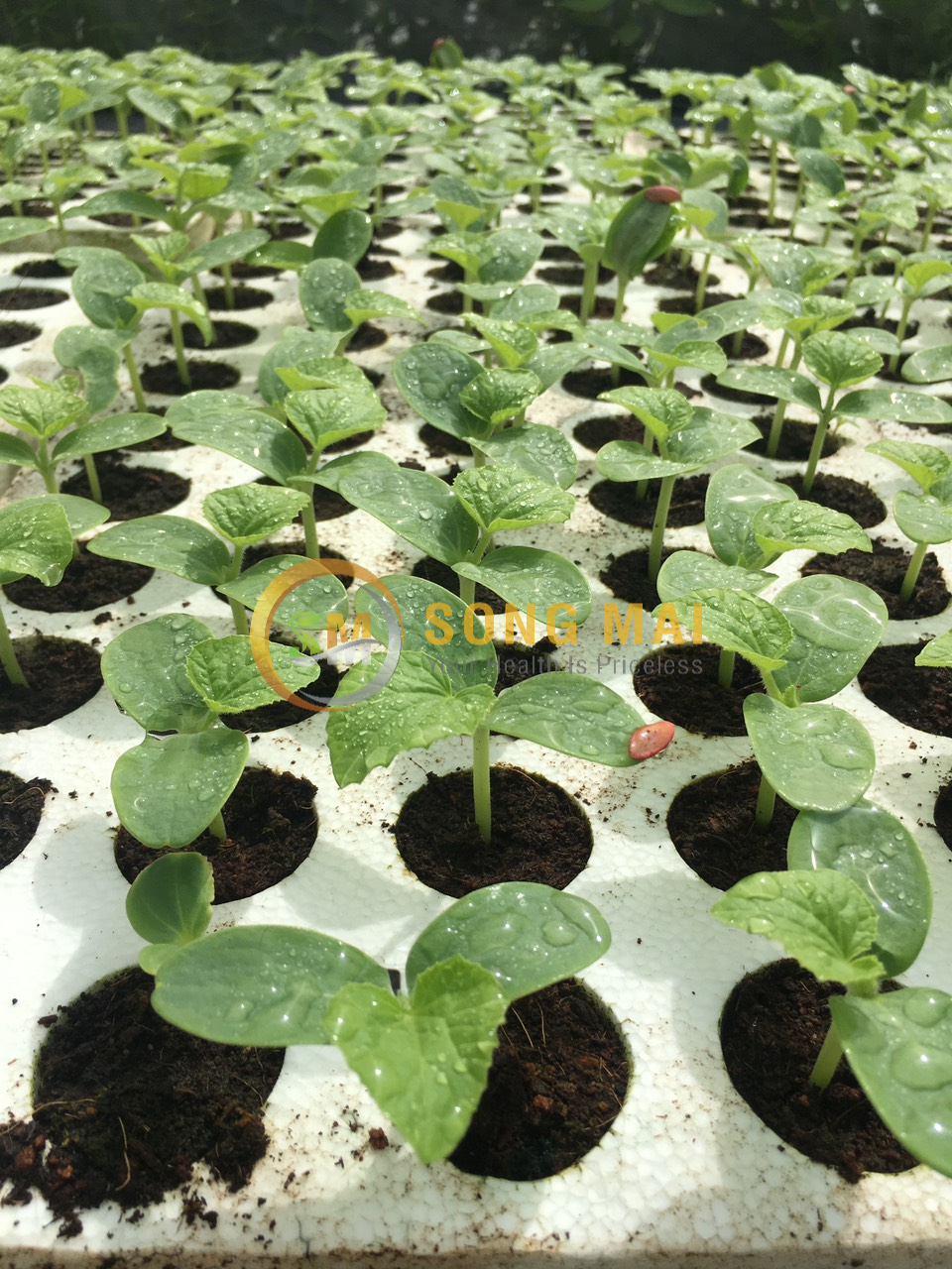 Dưa Lưới Đế Đặc Mật Thanh Hóa