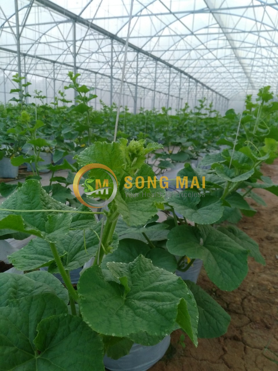 Dưa Lưới Đế Đặc Mật Huế