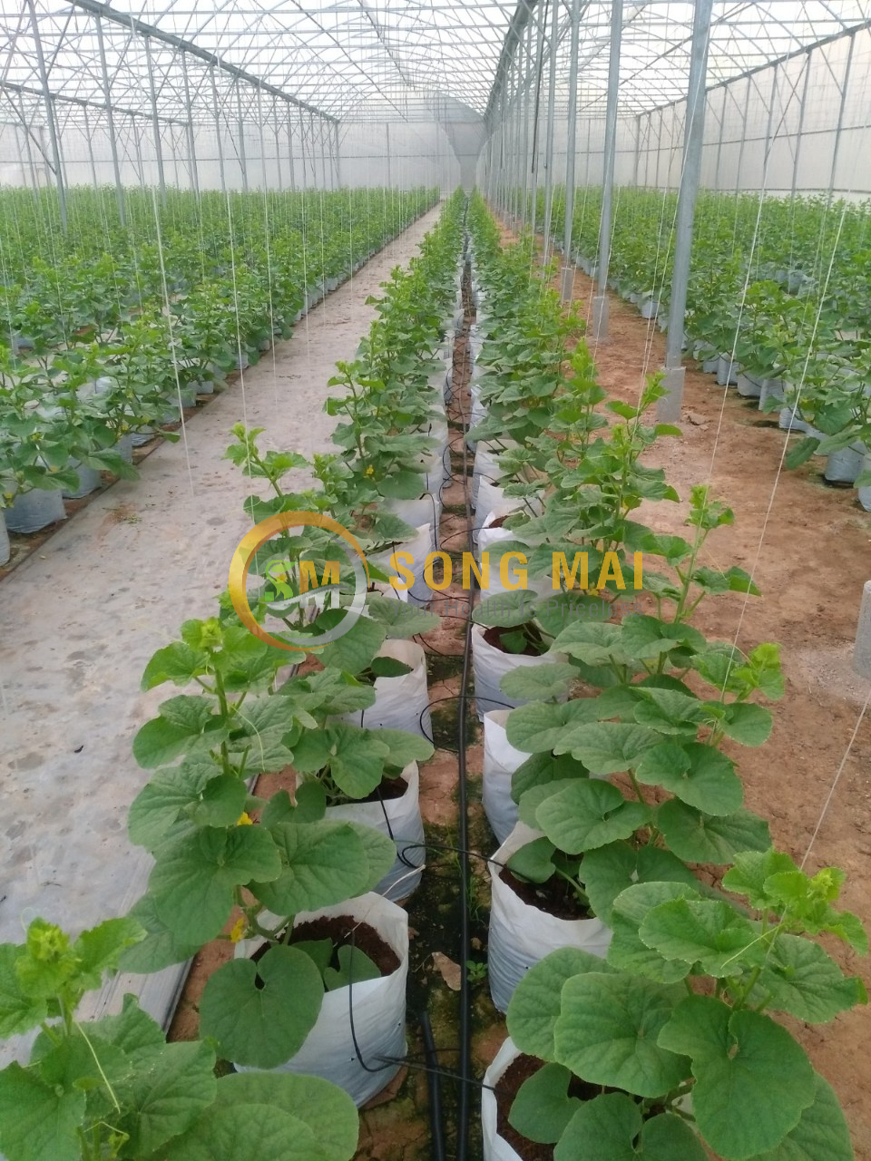 Dưa Lưới Đế Đặc Mật Tiền Giang