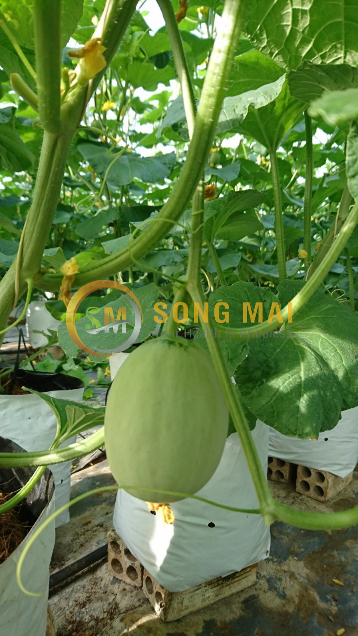 Dưa Lưới Đế Đặc Mật Hải Phòng