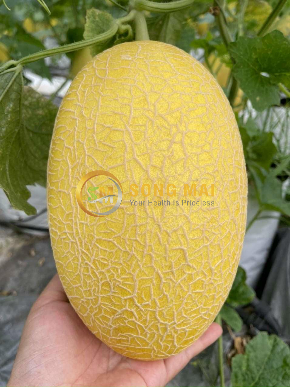 Sỉ Dưa Lưới Huỳnh Long Sơn La