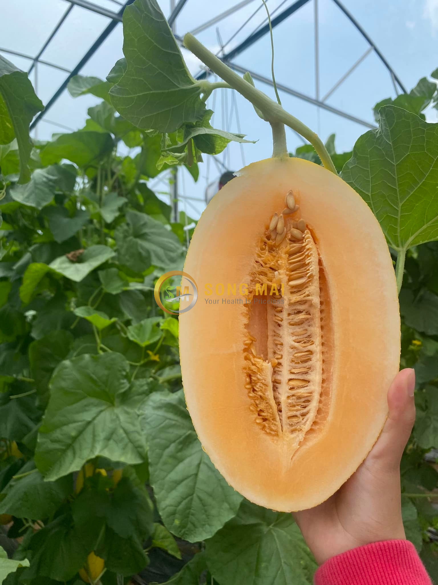 Dưa Lưới Vietgap Giá Sỉ Tuyên Quang