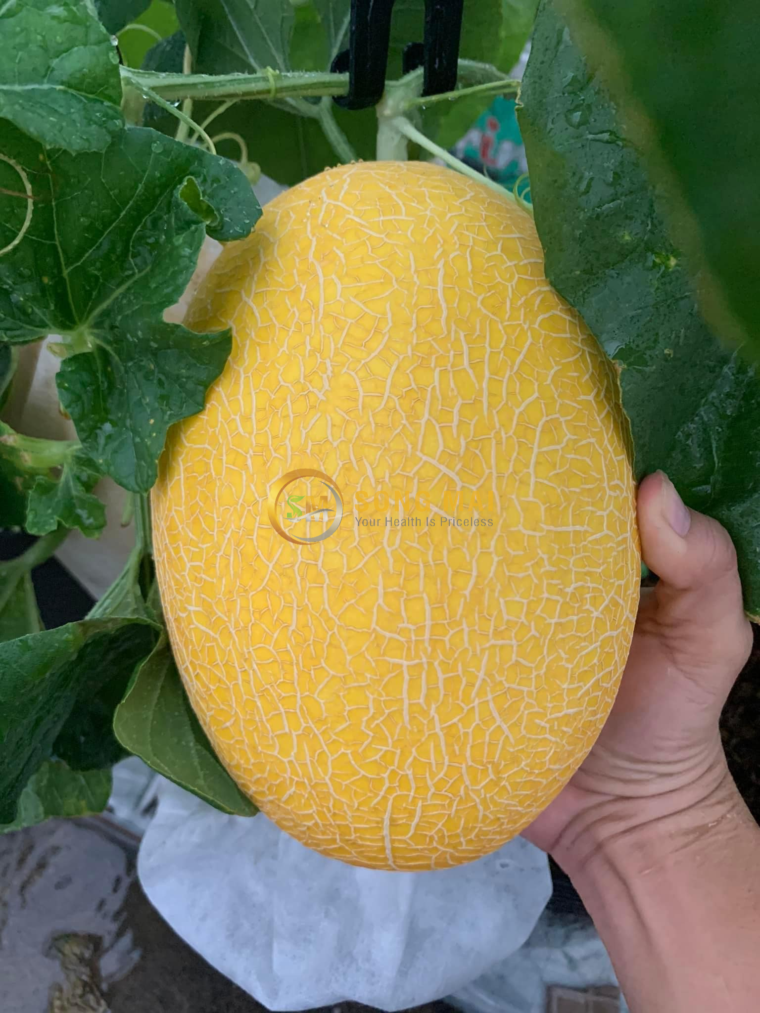 Dưa Lưới Vietgap Giá Sỉ Vĩnh Long