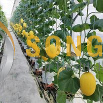 Dưa Lưới Vietgap Giá Sỉ Phú Yên