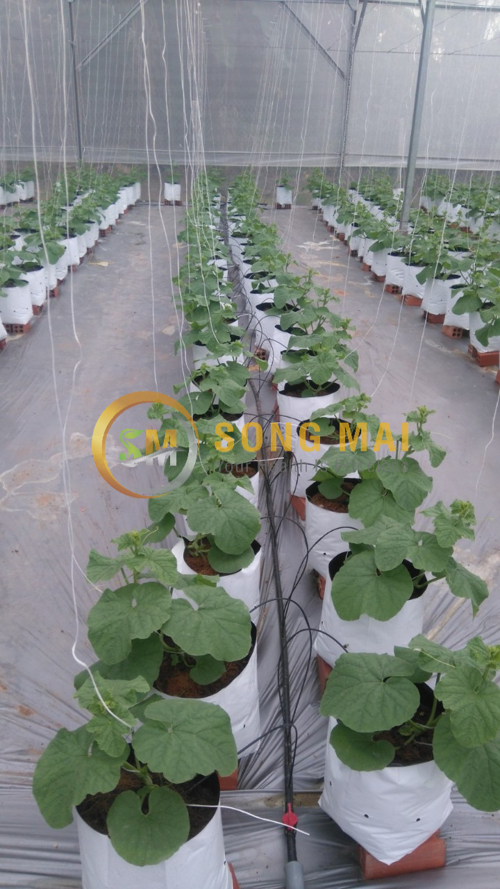 Dưa Lưới Đế Đặc Mật An Giang