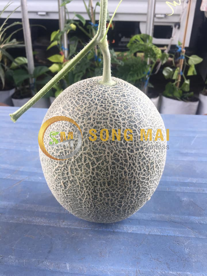 Dưa Lưới Đế Đặc Mật Huyện Thoại Sơn