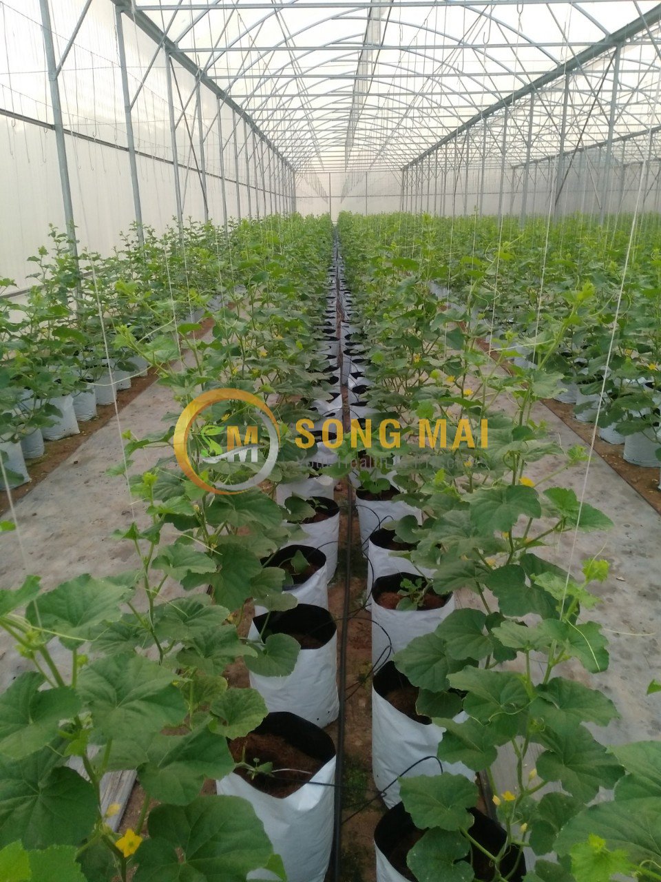 Dưa Lưới Vietgap Giá Sỉ Quận 4 HCM