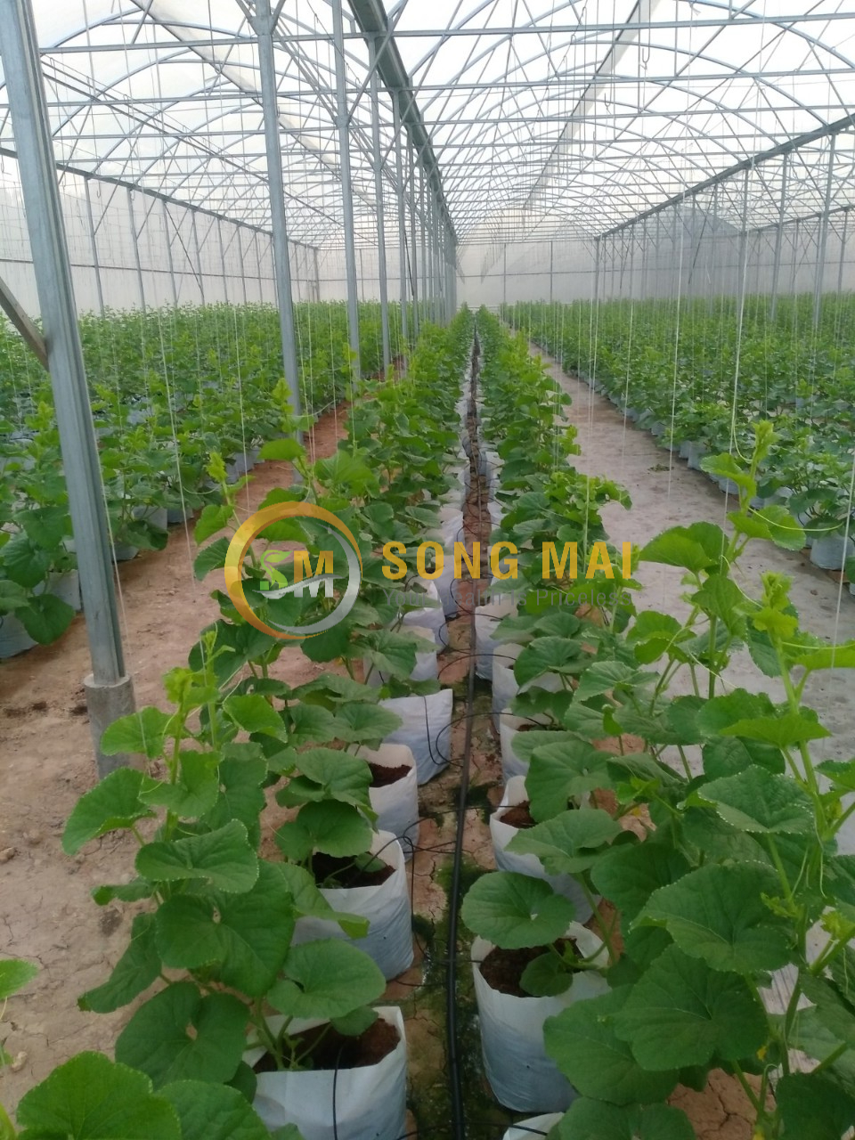 Dưa Lưới Vietgap Giá Sỉ Quận 6 HCM