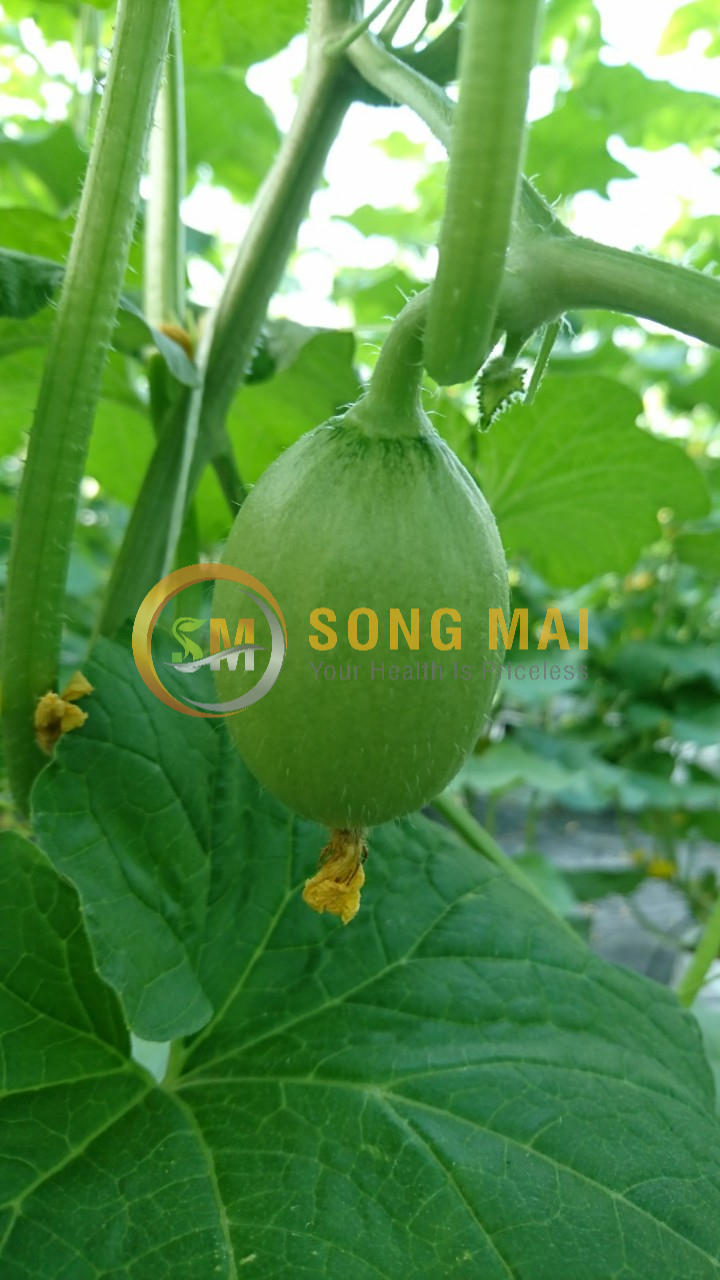 Dưa Lưới Đế Đặc Mật Vũng Tàu