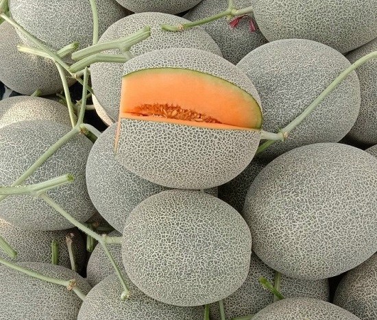 Dưa Lưới Đế Đặc Mật Quận 9 HCM