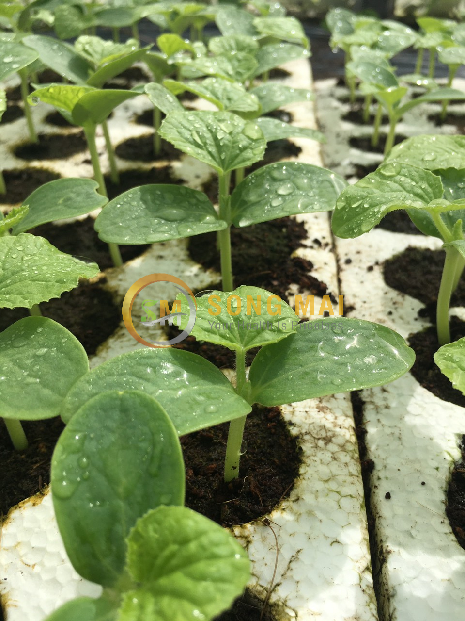 Dưa Lưới Vietgap Giá Sỉ Bình Thạnh HCM