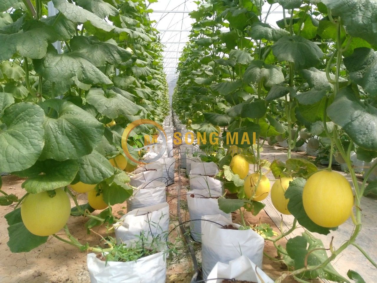 Dưa Lưới Vietgap Giá Sỉ Gò Vấp HCM