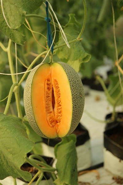 Dưa Lưới Đế Đặc Mật Phú Nhuận HCM