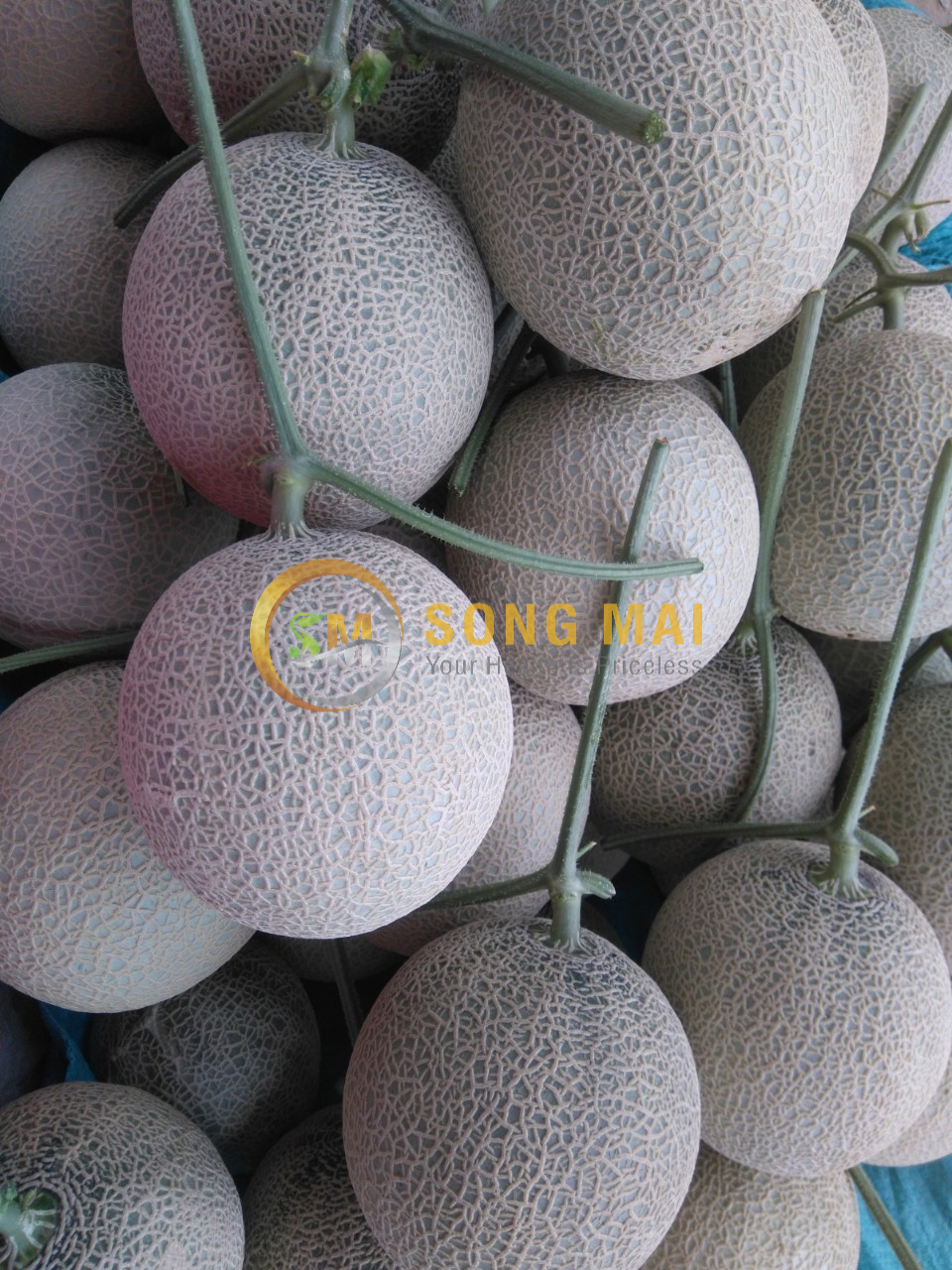 Dưa Lưới Vietgap Giá Sỉ Phú Nhuận HCM