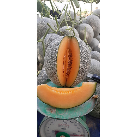 Dưa Lưới Đế Đặc Mật Thủ Đức HCM