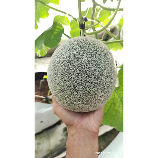 Dưa Lưới Đế Đặc Mật Quận Ô Môn