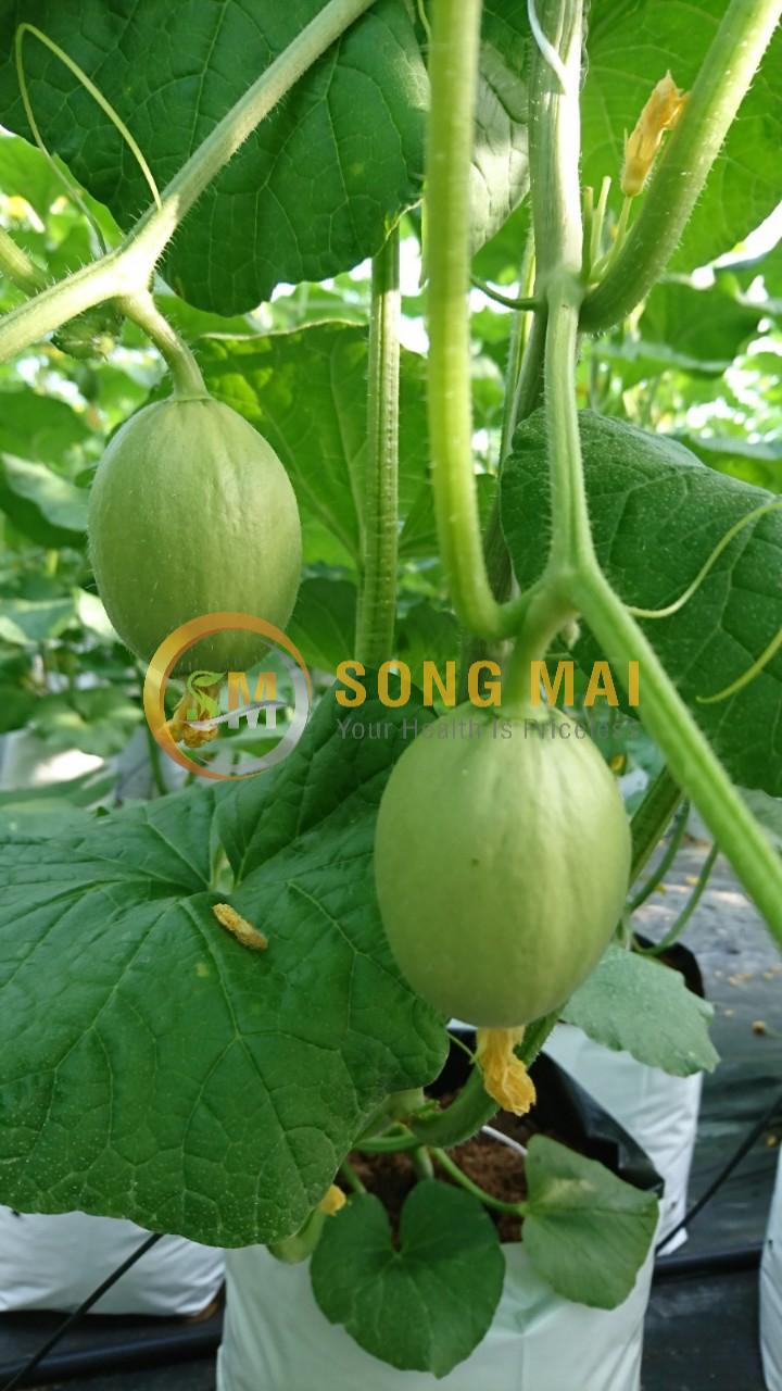 Dưa Lưới Vietgap Giá Sỉ TX Hà Tiên