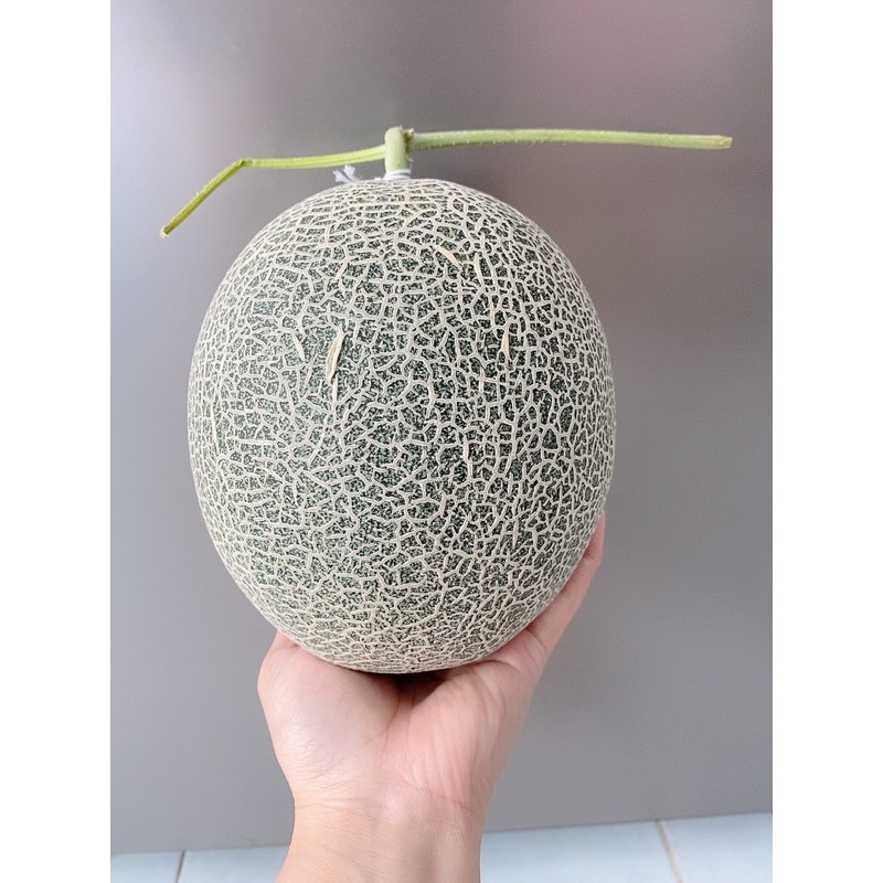 Dưa Lưới Đế Đặc Mật Huyện An Phú