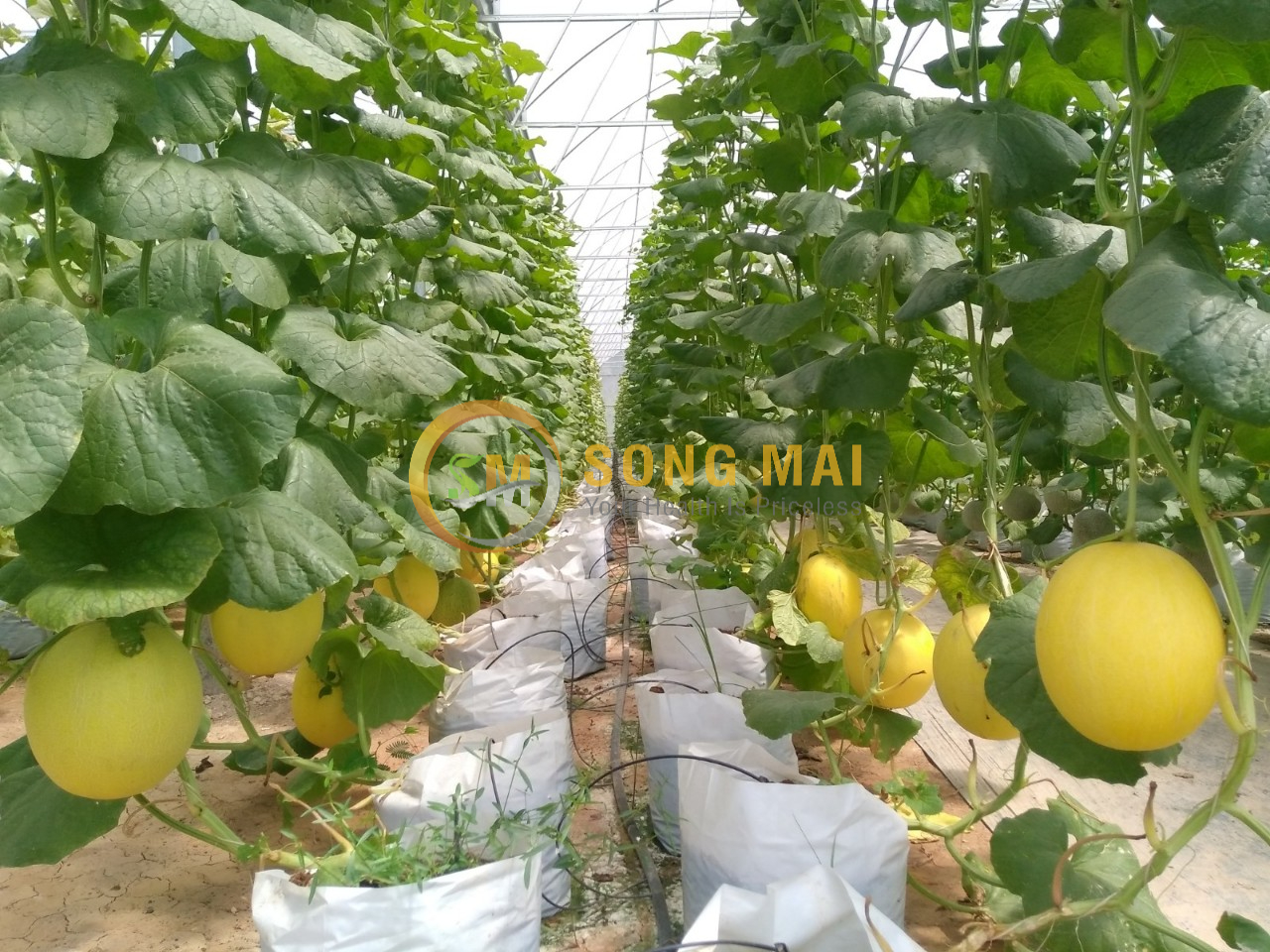 Dưa Lưới Vietgap Giá Sỉ TX Gò Công