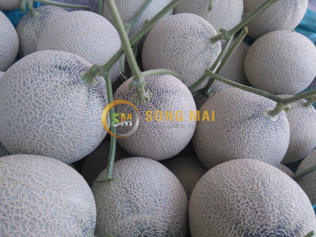 Dưa Lưới Vietgap Giá Sỉ TX Cai Lậy