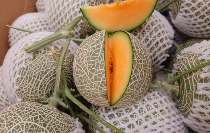 Dưa Lưới Đế Đặc Mật TP Cần Thơ