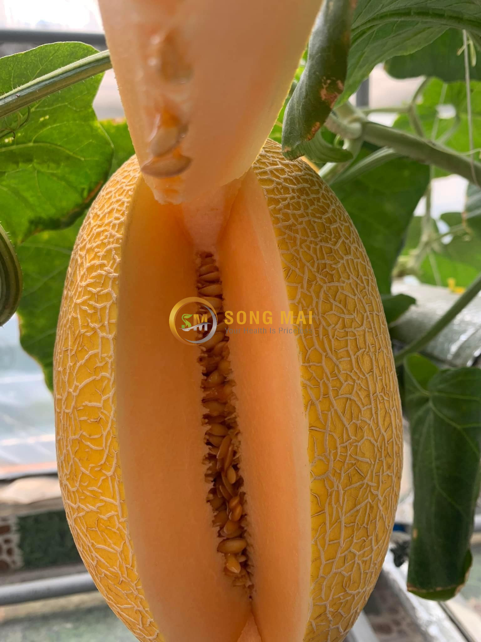 Lợi Ích Của Dưa Lưới Đối Với Người ăn Chay