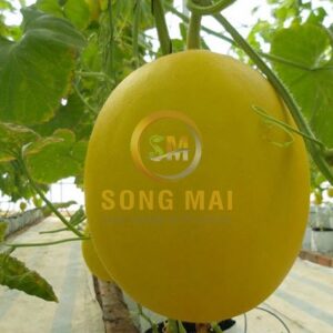 Dưa Lưới Kim Hồng Ngọc Song Mai
