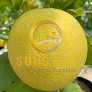 Dưa Lưới Kim Long Song Mai