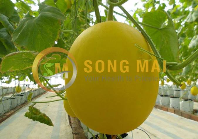 Sỉ Dưa Lưới Kim Hồng Ngọc Vĩnh Long