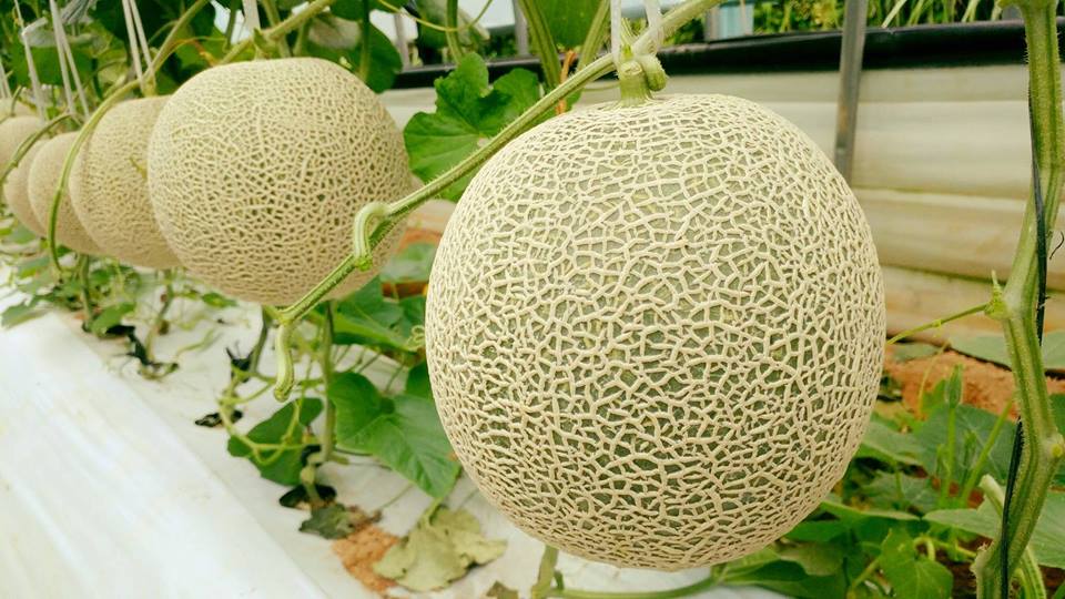 Giao Sỉ Dưa Lưới TL3 TP HCM