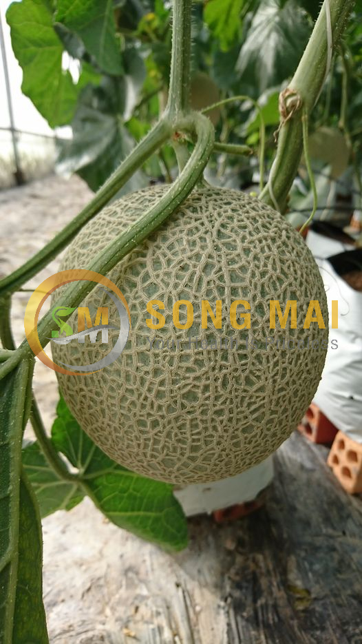 Bán Dưa Lưới Kim Long TP HCM