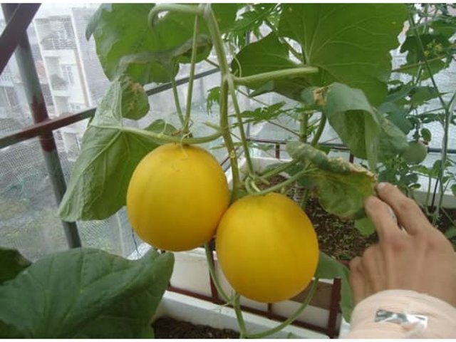 Sỉ Dưa Lưới Kim Hồng Ngọc Long An