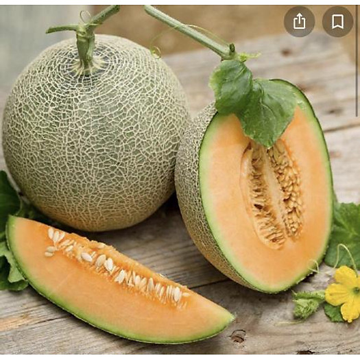 Giao Sỉ Dưa Lưới TL3 Bắc Kạn