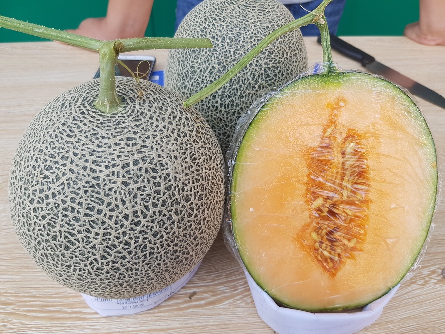 Giao Sỉ Dưa Lưới TL3 Bình Khánh