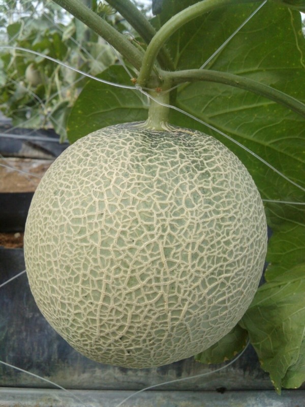 Giao Sỉ Dưa Lưới TL3 Đông Xuyên