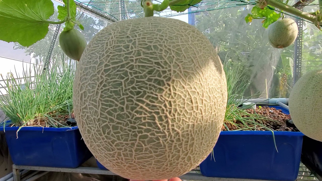 Giao Sỉ Dưa Lưới TL3 Quận Ô Môn