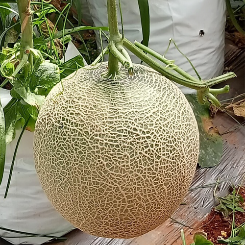 Giao Sỉ Dưa Lưới TL3 TP Long Xuyên