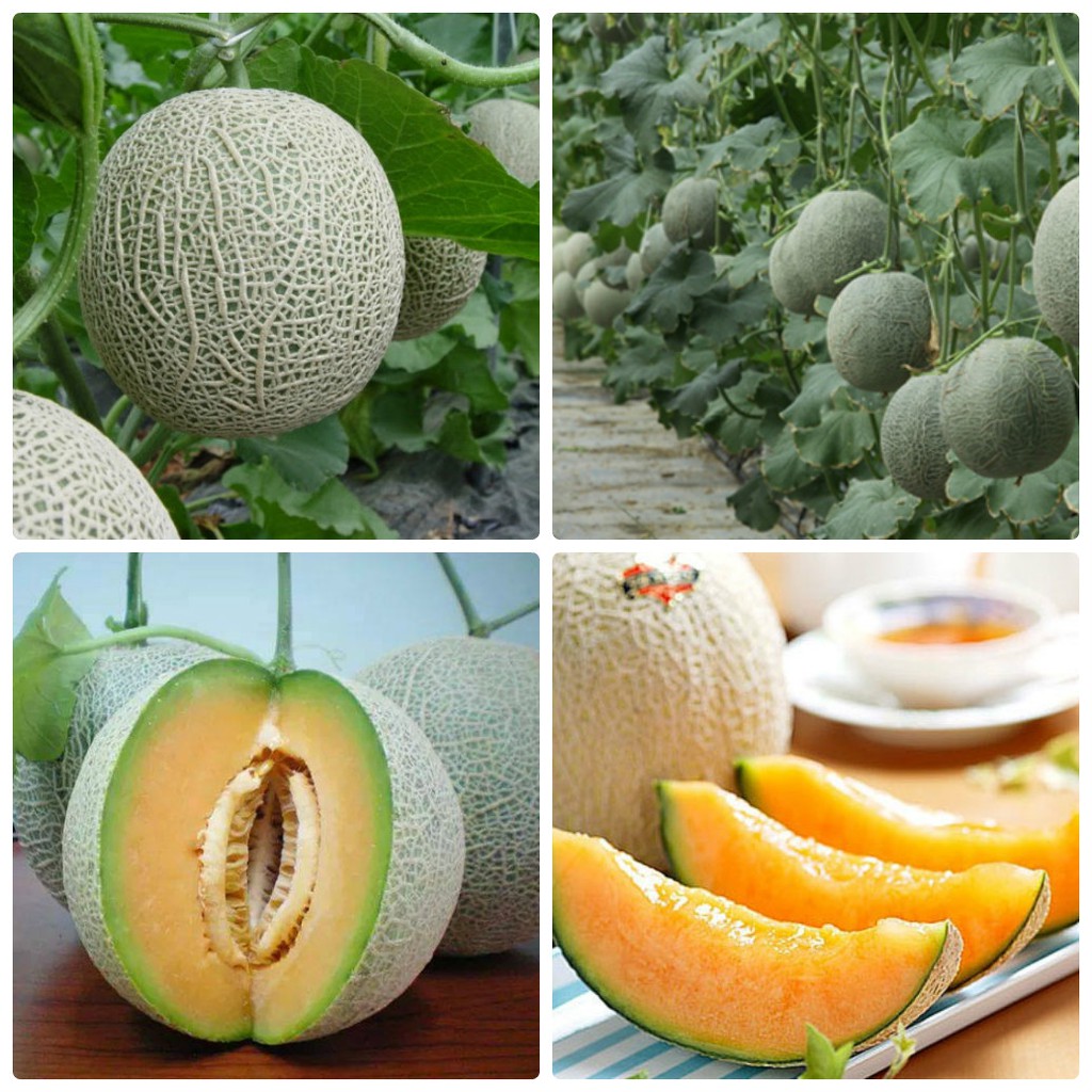 Giao Sỉ Dưa Lưới TL3 Mỹ Long