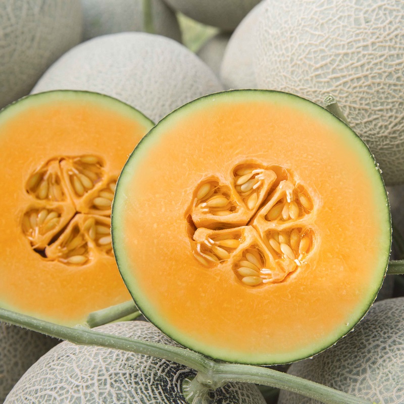 Giao Sỉ Dưa Lưới TL3 Huyện Phú Tân