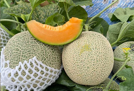 Giao Sỉ Dưa Lưới TL3 Bạc Liêu