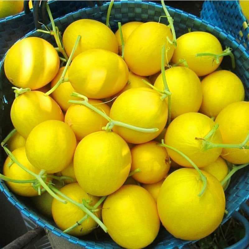 Sỉ Dưa Lưới Kim Hồng Ngọc Quận Ô Môn