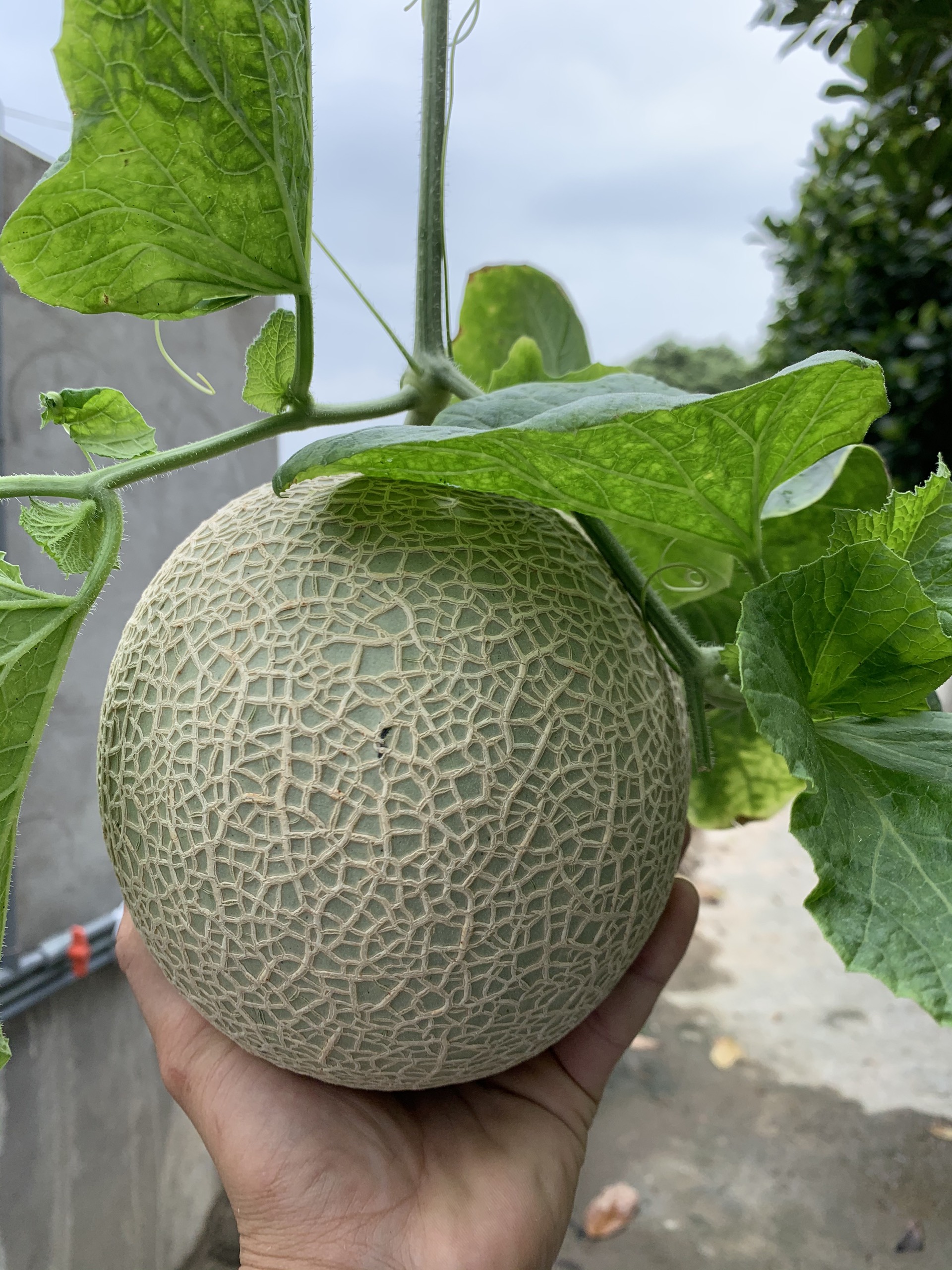 Giao Sỉ Dưa Lưới TL3 Bắc Ninh