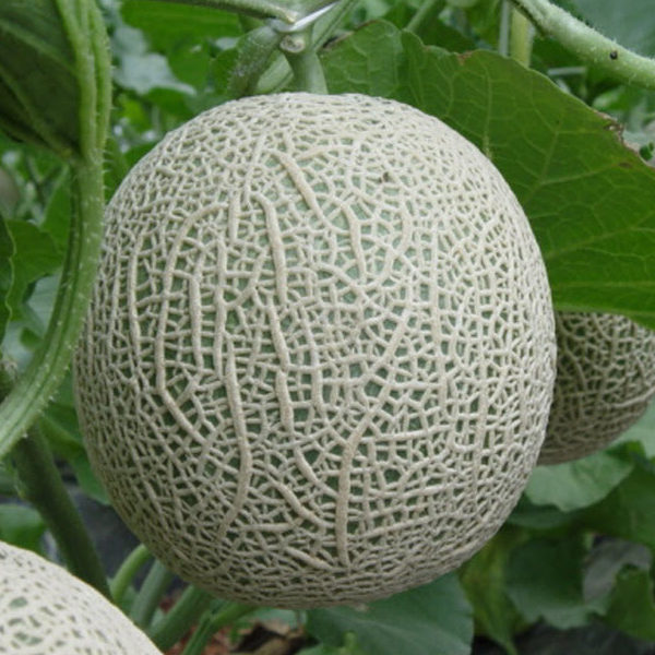 Dưa Lưới Thái Lan Bến Tre