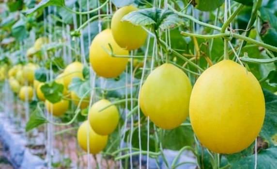 Sỉ Dưa Lưới Kim Hồng Ngọc TP Long Xuyên