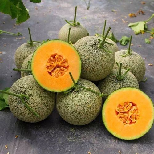 Giao Sỉ Dưa Lưới TL3 Bình Định